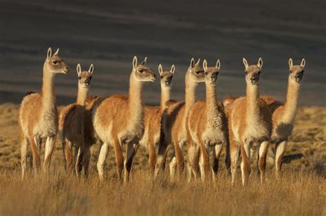 Fauna del Parque Nacional Patagonia, como huemules o cóndores