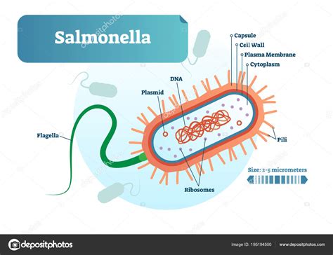 Esquema de la bacteria Salmonella y sus vías de transmisión en alimentos