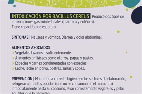 Infografía sobre los síntomas de intoxicación alimentaria por Bacillus cereus