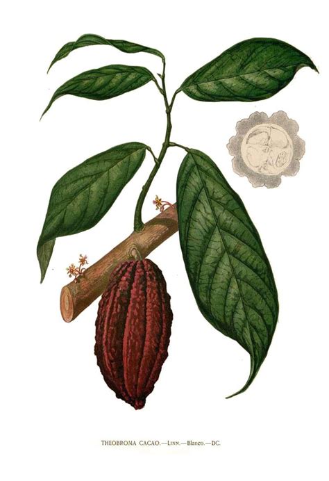 Dibujo naturalista de la planta del cacao (Theobroma cacao)