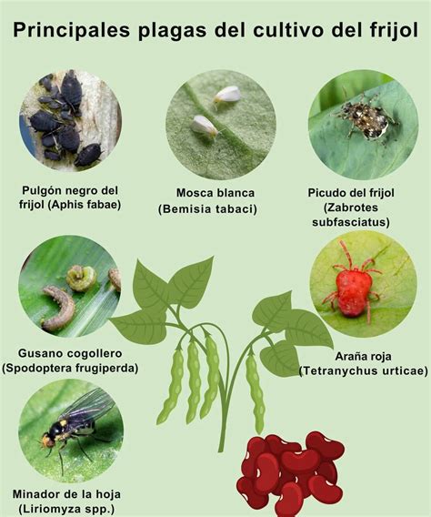 Ilustración detallada de las diferentes plagas de frijol, mostrando su apariencia y el daño que causan en las plantas.