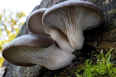Ilustración de diferentes tipos de hongos ostra (Pleurotus ostreatus y Pleurotus eryngii) en su entorno natural y cultivados