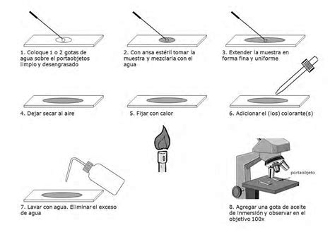 Esquema de los pasos para preparar una muestra bacteriana en un portaobjetos para microscopía, incluyendo dilución, fijación por calor y tinción.