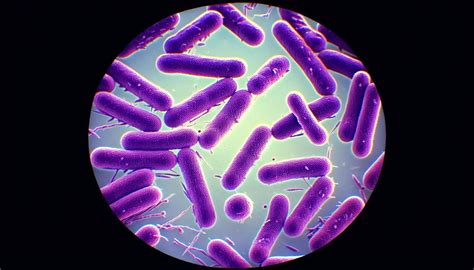 Fotografía microscópica de bacterias de yogur teñidas, mostrando diplococos, estreptococos y bacilos en un campo de visión.