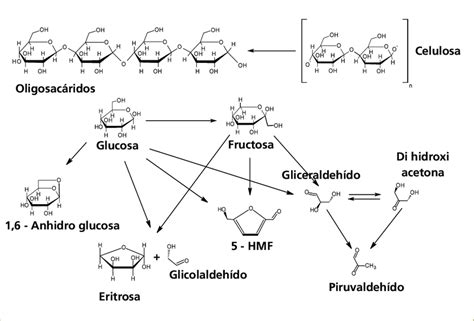 Esquema molecular de la hidrólisis de glucosinolatos en crucíferas.