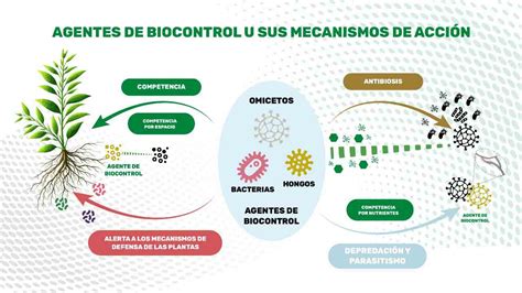 Microorganismos beneficiosos utilizados en el control biológico de plagas y enfermedades
