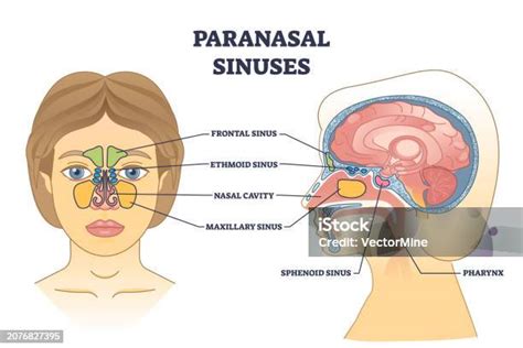 Ilustración médica de la cavidad nasal y senos paranasales