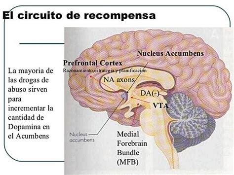 Representación gráfica del sistema de recompensa del cerebro y la liberación de dopamina al consumir alimentos dulces