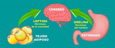 Infografía mostrando la interacción de las hormonas grelina, cortisol, serotonina y leptina con el apetito y los antojos de azúcar