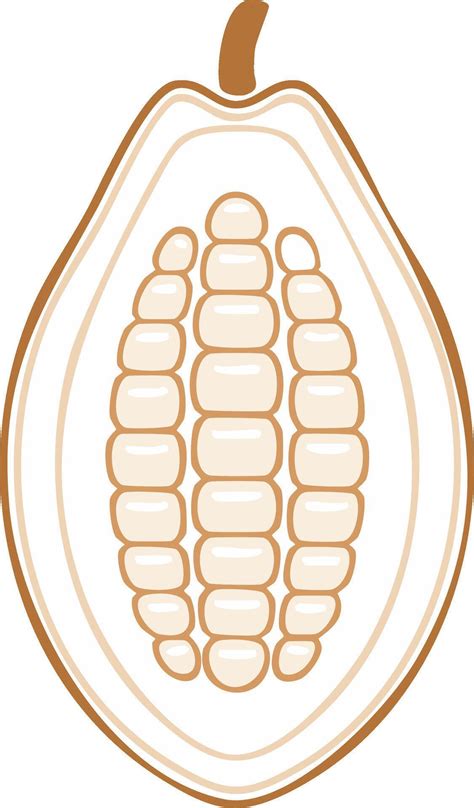 Sección transversal de un fruto de cacao maduro