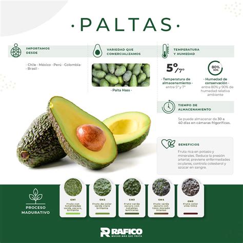 Infografía de variedades de palta en Chile según la estación