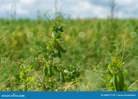 Campo de cultivo de arvejas verdes