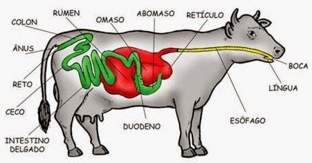 Esquema del sistema digestivo de un ciervo (rumiante)