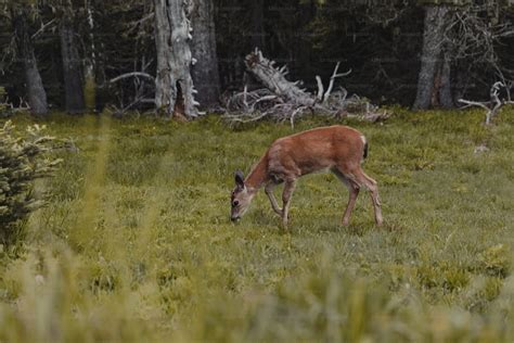 Ciervo pastando en un campo con vegetación variada