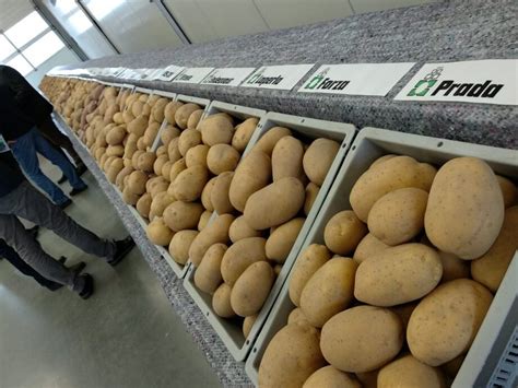 Patatas siendo cultivadas en los Andes, escena histórica