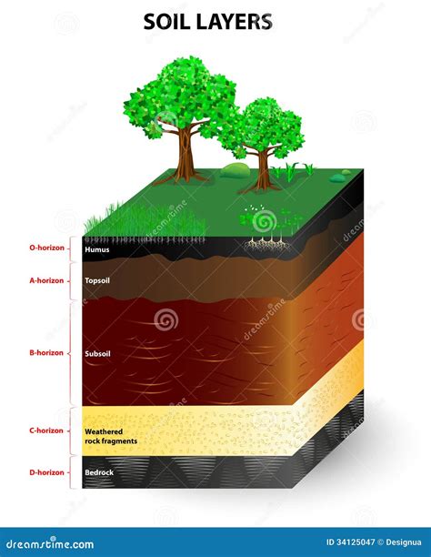 Ilustración de un perfil de suelo ideal para el maíz, mostrando capas, pH y profundidades de raíces.
