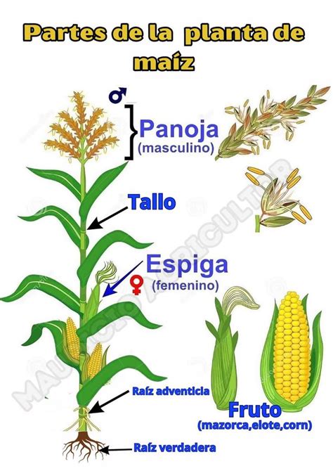 Esquema de una planta de maíz con la ubicación de la mazorca y la panoja