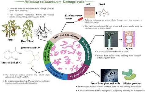Esquema de la bacteria Ralstonia solanacearum infectando el sistema vascular de una planta