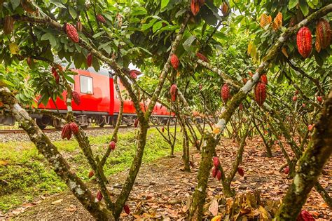Foto histórica de una hacienda de cacao en Ecuador, 1900-1910