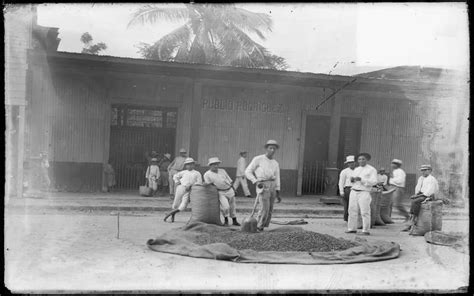 Foto de ensacado de cacao en Manabí, 1900-1910