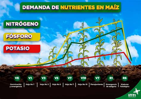 Infografía: Estrategias para aumentar el rendimiento del maíz grano