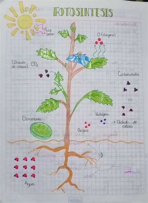 Esquema simplificado de la fotosíntesis en una planta de cannabis, mostrando la absorción de CO2 y luz, y la producción de glucosa y oxígeno.