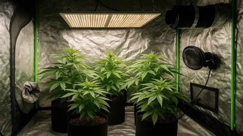 Diagrama de un armario de cultivo de marihuana con puntos de liberación de CO2 estratégicamente colocados en la parte superior y un ventilador para una distribución uniforme.