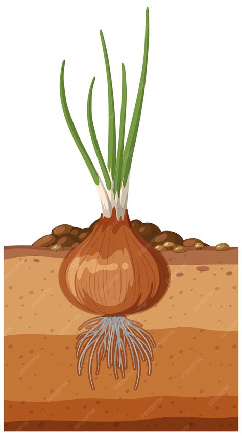 Planta de cebolla con hojas afectadas, mostrando un color grisáceo y marchitamiento