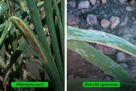 Hojas de cebolla con tizón por Botrytis, mostrando lesiones blanquecinas y posible plateado de la epidermis