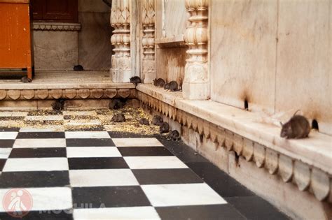 Interior del Templo Karni Mata con devotos interactuando con ratas