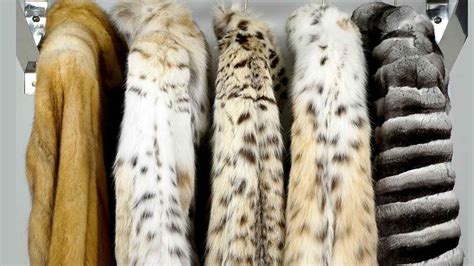Imagen de pieles animales preparadas para el curtido