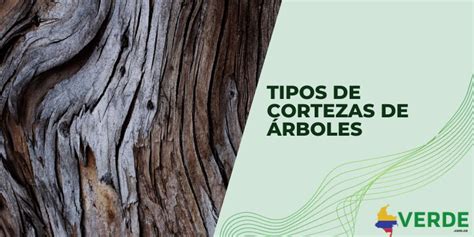 Ilustración de cortezas de árbol utilizadas en el curtido vegetal