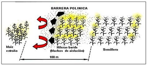 Esquema de un semillero de maíz con hileras borde masculinas para producción de híbridos
