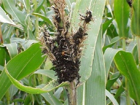 Imagen de plantas de maíz afectadas por Sphacelotheca reiliana mostrando las agallas características