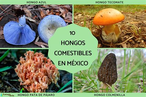 Mapa de distribución potencial de hongos comestibles en una región de México
