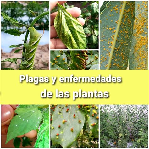 Esquema de las principales plagas y enfermedades que afectan a los manzanos y sus síntomas.