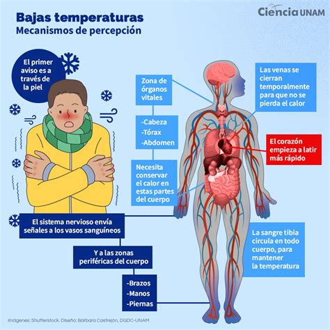 Infografía: Mecanismos fisiológicos de insectos frente al frío extremo