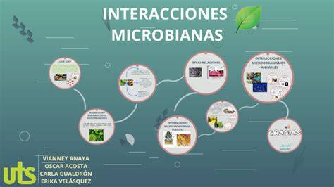 Esquema de las interacciones microbianas en la leche para la formación del queso