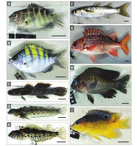 Gráfico comparativo de las principales especies de peces forrajeros utilizadas para harina de pescado a nivel mundial