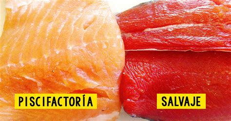 Esquema comparativo entre el hábitat natural del salmón salvaje y el entorno controlado de una piscifactoría