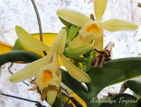 Planta de vainilla (Vanilla planifolia) en su hábitat natural