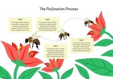 Esquema del proceso de polinización manual de la flor de vainilla