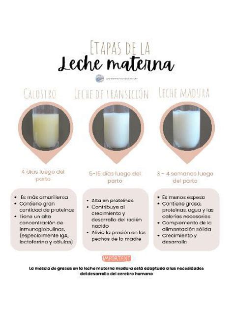 schema de las etapas de la leche materna: calostro, transición y madura