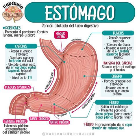 Infografía: Anatomía del sistema digestivo superior, resaltando esófago, estómago y duodeno.