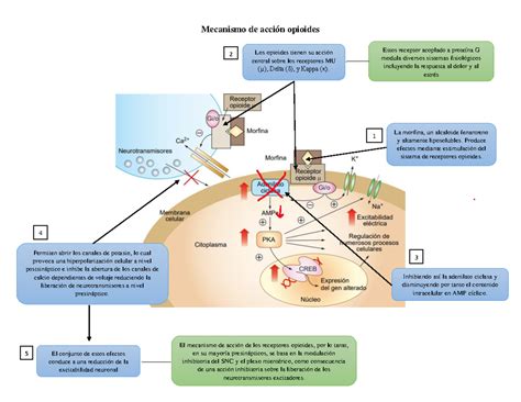 Esquema del mecanismo de acción de Mesostabyl en las células de grasa (adipocitos), mostrando la degradación y eliminación de lípidos.