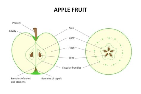 Infografía detallando la estructura de una manzana, incluyendo piel, carne y semillas.