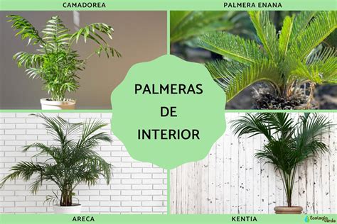 Ilustración de una casa con varias palmeras de interior que aportan vida y color a las estancias.
