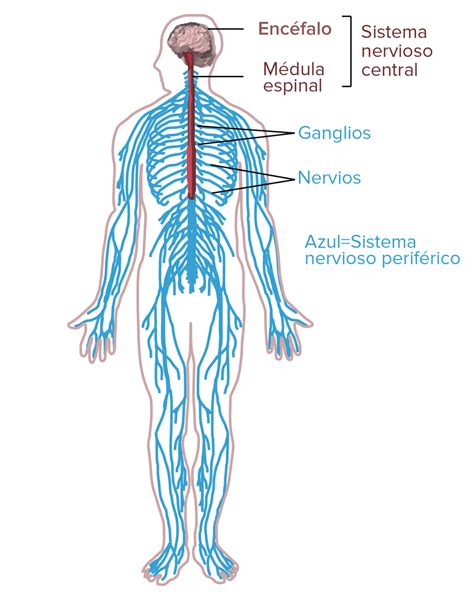 Esquema general del sistema nervioso de un crustáceo decápodo