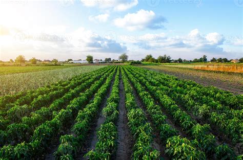 Campo de cultivo con sistema de protección de cultivos