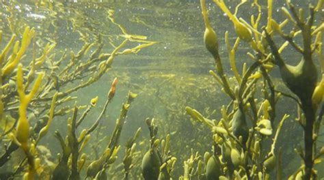 Extractos de algas marinas Ascophyllum nodosum